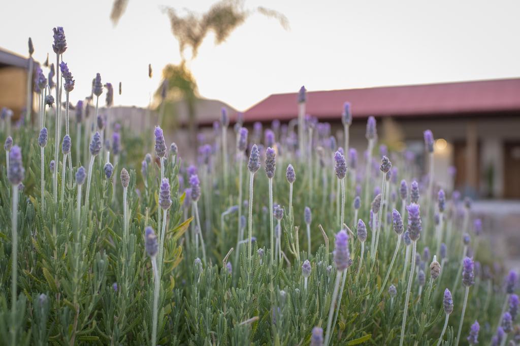 Terra Del Valle Bed & Breakfast Valle de Guadalupe Buitenkant foto